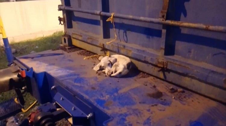Vagon üzerinde konteynere bağlı köpek bulundu