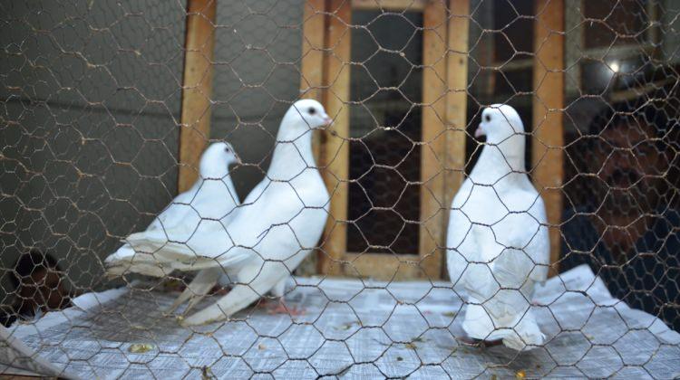 Hayrabolu'da açık arttırma ile güvercin satımı
