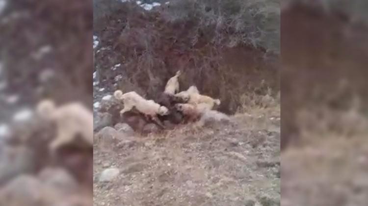 Sürüye saldıran domuzu kangal köpekleri boğdu