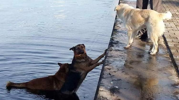 Denize düşen köpeği diğer köpekler kurtardı!