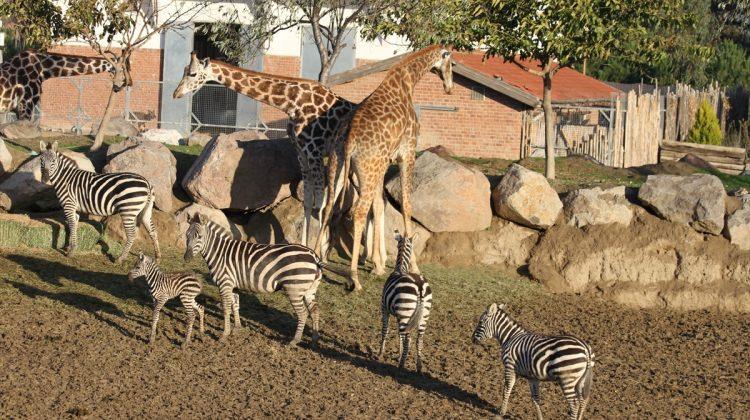 İzmir Doğal Yaşam Parkı'nda yavru zebra sevinci