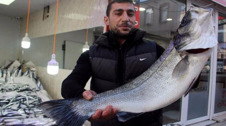 Balıkçılara 7 kilogramlık levrek sürprizi