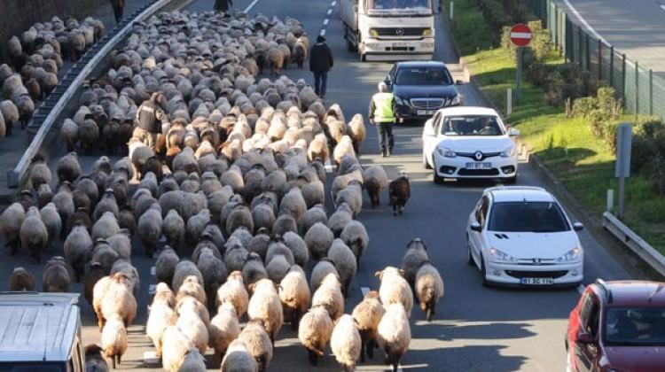 Koyun sürüsü ile karayoluna girdi, trafik karıştı
