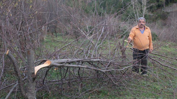 Bahçeden 80 ağacın kesildiği iddiası
