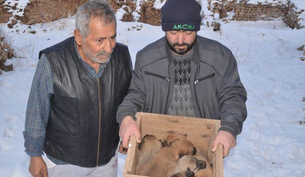 Yavru köpekler kurtarıldı
