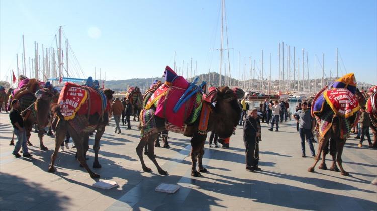 Bodrum sokaklarında develer gezdirildi