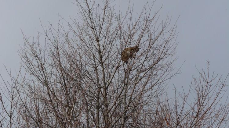 Köpeklerden korkan vaşak ağaca tırmandı! 