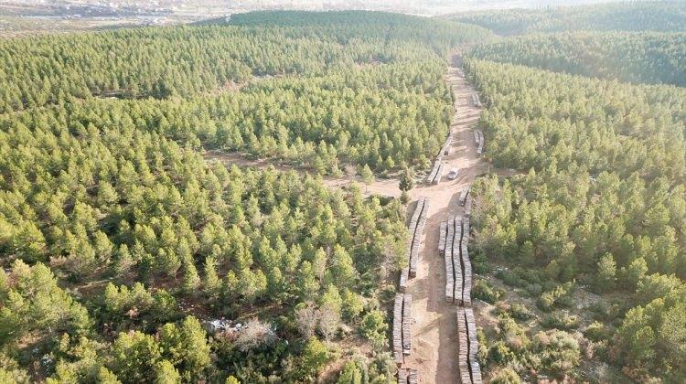 Dursunbey ormanlarından 27 milyonluk gelir