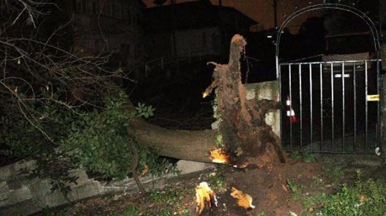 Devrilen ağaç mahalleyi elektriksiz bıraktı 