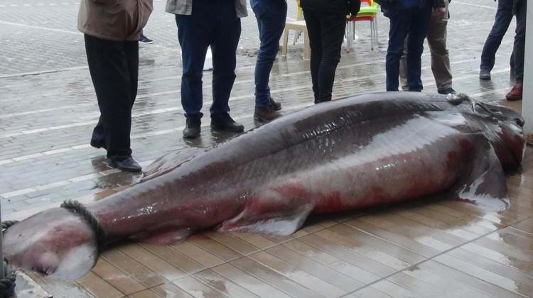 Marmara'da yakalandı! 4 metre boyunda 500 kilo...
