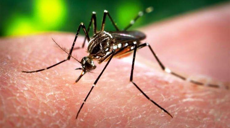 Zika Virusu Nedir Turkiye De Zika Virusu Var Mi Belirtileri Neler Guncel Haberleri