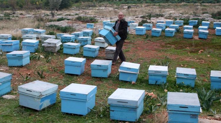 Çalınan 778 arı kovanından 300’ü bulundu