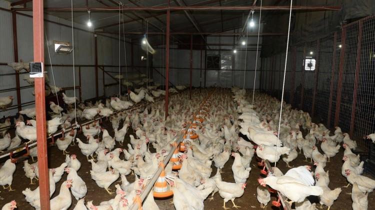 Üç tavukla başladı üç bin tavukluk çiftlik kurdu