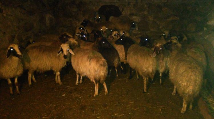 Çalınan koyunlar 28 gün sonra bulundu