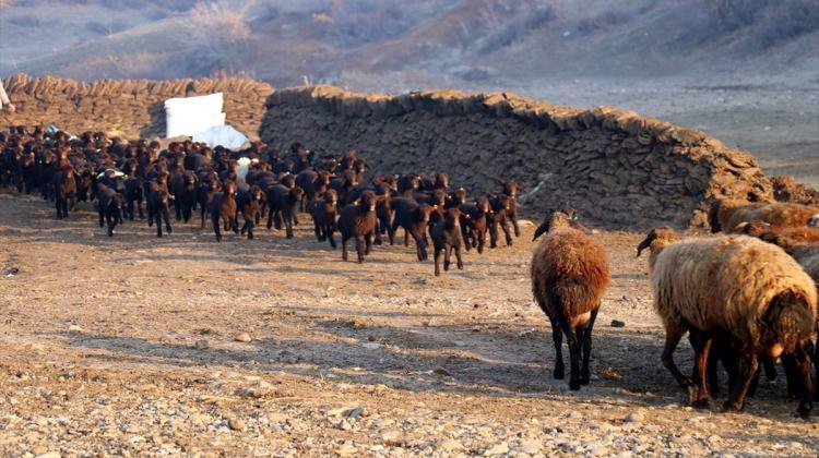 Bingöl'de koyunlar kuzulamaya başladı