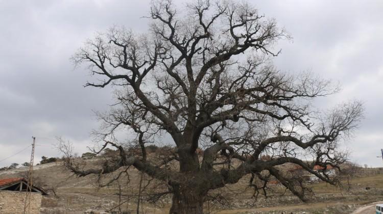 700 yaşındaki meşe ağacı bu yıl da yeşerecek