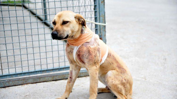 Antalya'da sokak köpeği kesici aletle boynundan yaralandı