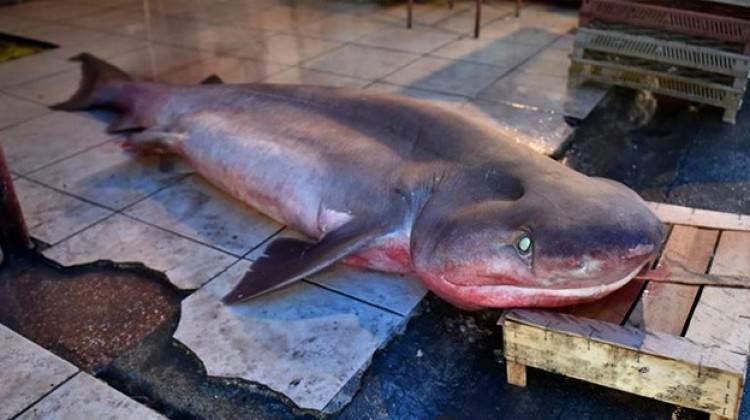 4,5 metrelik köpek balığı yakalandı!