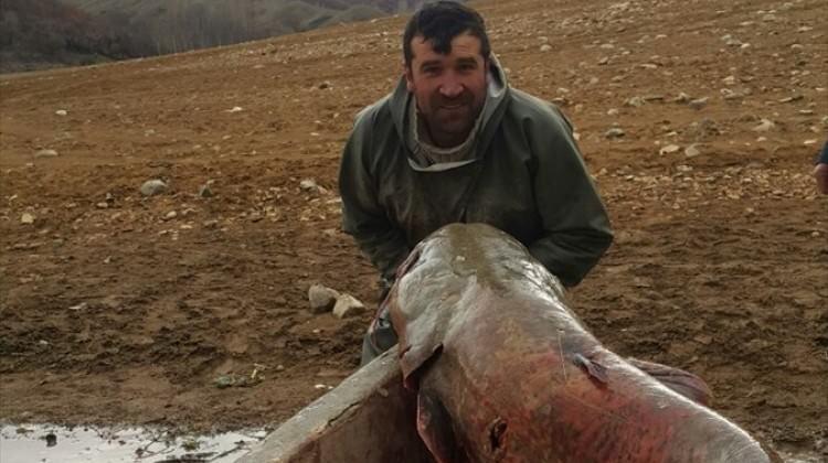 Baraj gölünde 81 kiloluk balık yakaladı!