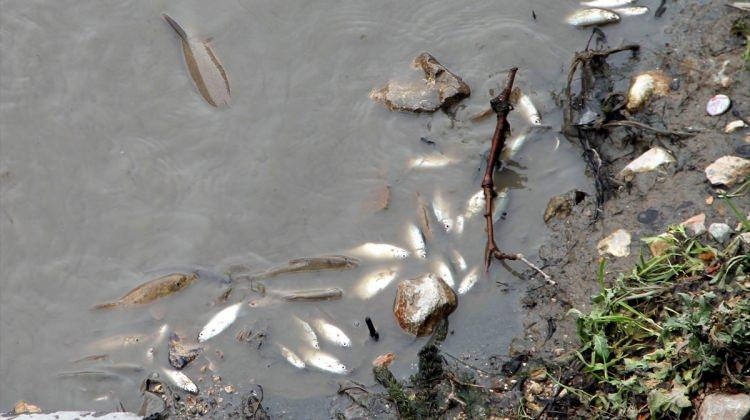 Yeşilırmak'ta toplu balık ölümleri görüldü