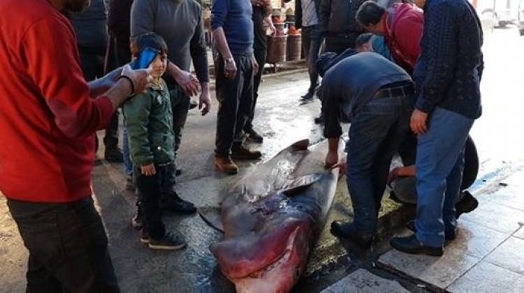 Akdeniz’in en büyük köpek balığı yakalandı