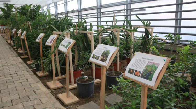 Bolu’da 51 çeşit tropikal meyve yetiştiriliyor