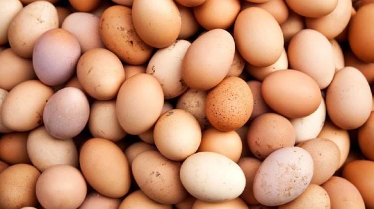 Çadırda ürettiği yumurtaları Türkiye'ye pazarlıyor