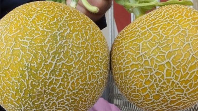 Hasadı başladı! Kilosu 6,5 lira