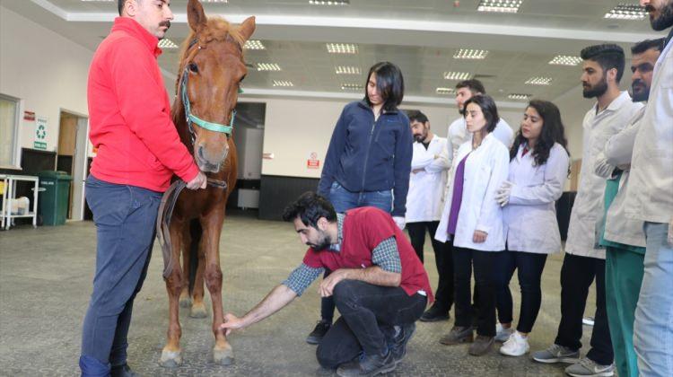 Üniversitelilere "At Hastanesi"nde uygulamalı veterinerlik eğitimi