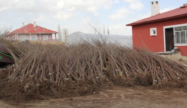 Başkale'de 70 bin meyve ağacı fidanı dağıtıldı