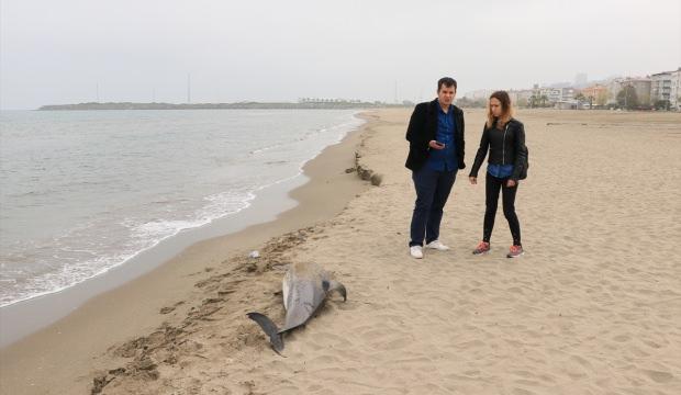Samsun'da ölü iki yunus sahile vurdu
