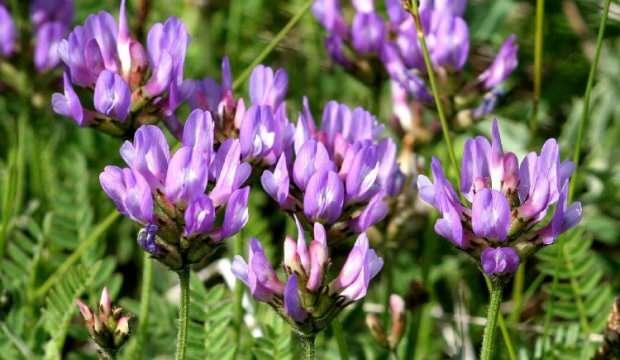 Geven otu (Astragalus) nedir? Faydaları nelerdir?