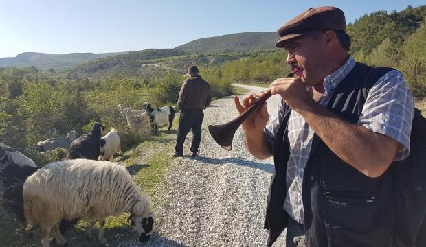 'Kurnaz' çoban keçileri zurna ile otlatıyor