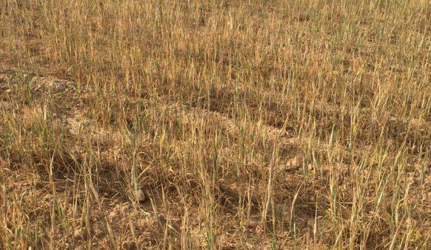 Şanlıurfa'da kuraklık tahıl üretimini etkiledi