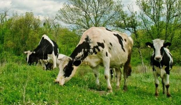 250 bin duve projesi nde basvuru suresi