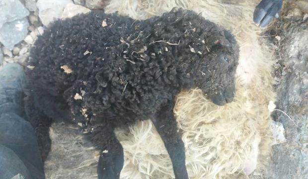 Tokat'ta kayalıklardan atlayan 55 koyun telef oldu