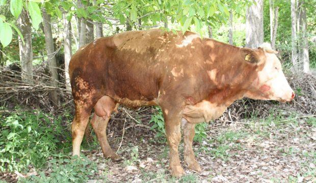 Afyonkarahisar'da kuyuya düşen inek kurtarıldı