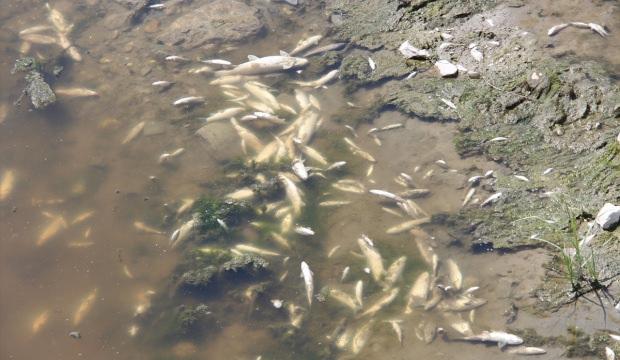 Yeşilırmak'ta toplu balık ölümleri