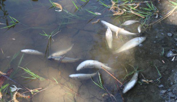 Tokat'ta toplu balık ölümleri