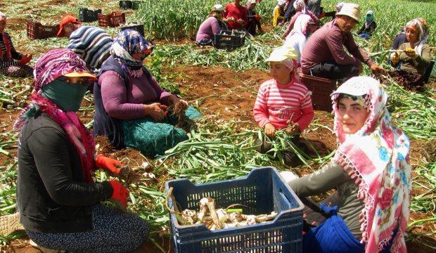 Taze sarımsak hasadında 15 bin tarım işçisi çalışıyor