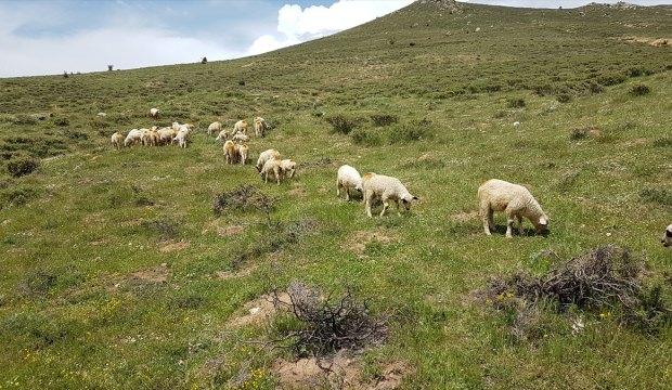 Bafra koyunları yetiştiricileri sevindirdi