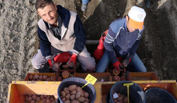 Niğde'de yerli patates tohumu ıslah çalışmaları