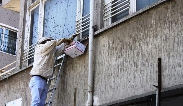 Sakarya'da arılar kent merkezine indi!