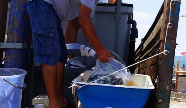 İzmir'de 98 bin balık denize bırakıldı
