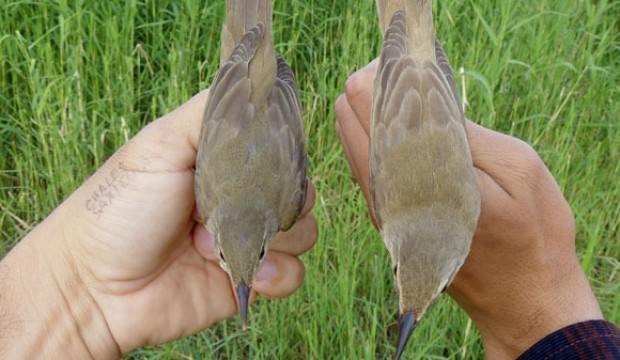 En yeni kuş türü Iğdır'da kayıt altına alındı