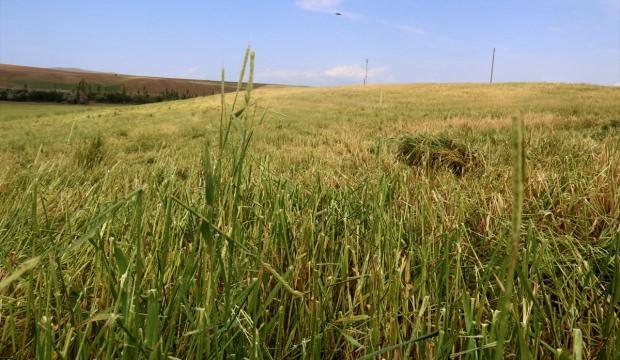 Kırşehir'de dolu yağışı tarım arazilerini olumsuz etkiledi
