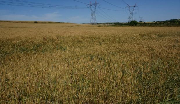 Edirne'de buğday rekoltesine "kuraklık" etkisi