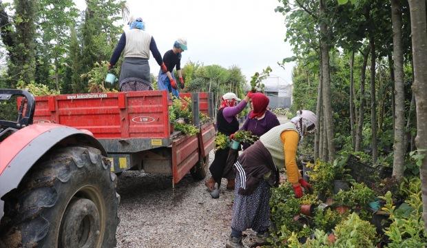 Yalova'da sel ve taşkından zarar gören çiftçiler yaralarını sarıyor