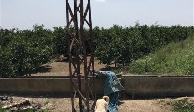 Mersin'de direğe bağlı bulunan 2 köpek koruma altına alındı