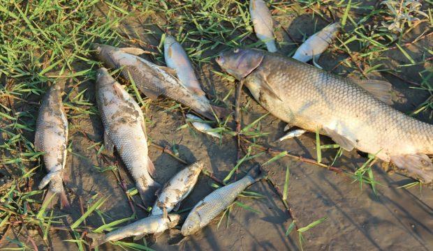 Karabük'te toplu balık ölümleri